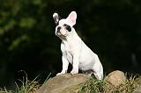 BOULEDOGUE FRANCAIS 1243